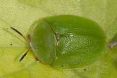 Cassida viridis