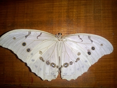 Morpho polyphemus polyphemus