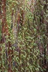 Calomnion complanatum