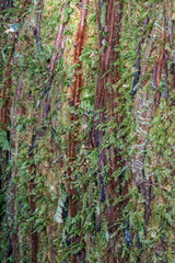 Calomnion complanatum