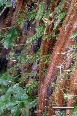 Calomnion complanatum