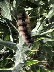 Lophocampa argentata