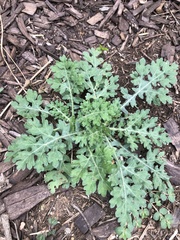 Parthenium confertum