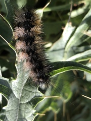 Lophocampa argentata
