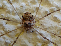Dasylobus graniferus