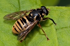 Temnostoma vespiforme