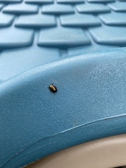 Chrysolina marginata