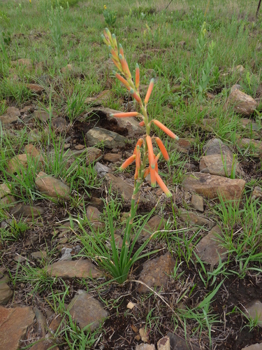 Aloe kniphofioides