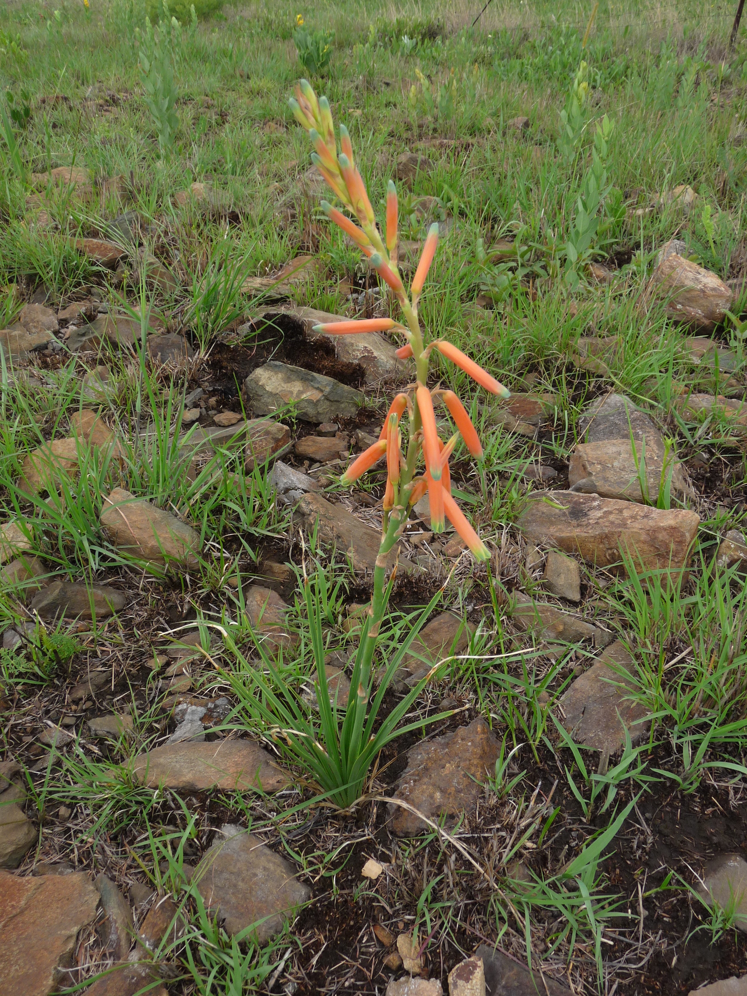 Aloe kniphofioides