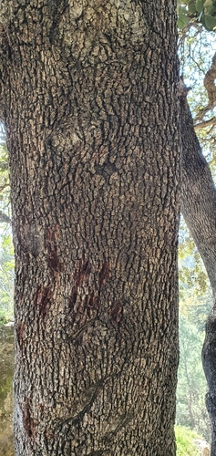 Quercus rotundifolia image