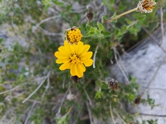 Calanticaria greggii