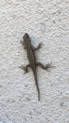 Sceloporus occidentalis