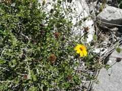 Calanticaria greggii