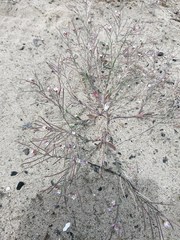 Malcolmia ramosissima