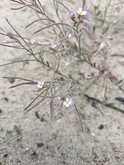 Malcolmia ramosissima