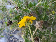 Calanticaria greggii