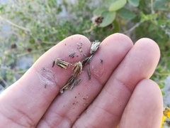 Calanticaria greggii