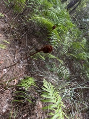 Xyris caroliniana