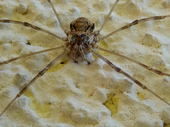 Dasylobus graniferus