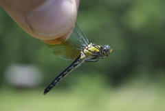 Ophiogomphus howei