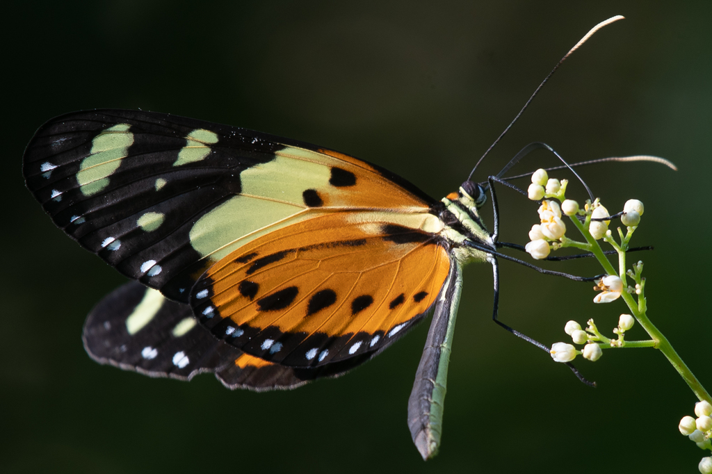 Melinaea ludovica paraiya