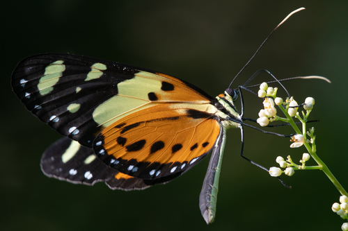 Melinaea ludovica paraiya