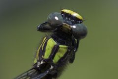 Ophiogomphus howei