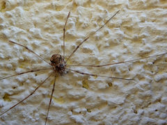 Dasylobus graniferus