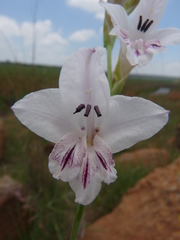 Gladiolus malvinus