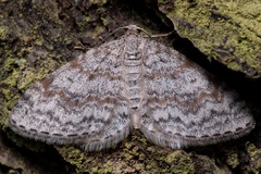 Hydrelia sylvata