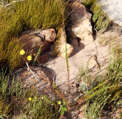Ursinia punctata