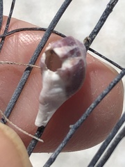 Conopea galeata