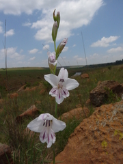 Gladiolus malvinus