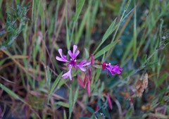 Clarkia concinna concinna