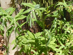 Polygonatum × hybridum