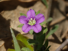 Legousia hybrida