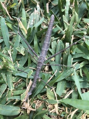 Proscopiinae