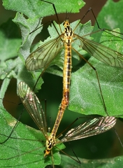 Nephrotoma appendiculata
