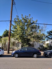 Afrocarpus gracilior