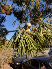 Afrocarpus gracilior