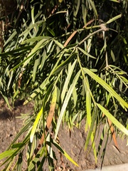 Afrocarpus gracilior