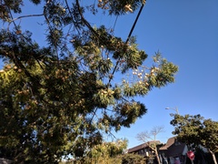 Afrocarpus gracilior