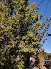 Afrocarpus gracilior