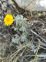 Thymophylla micropoides