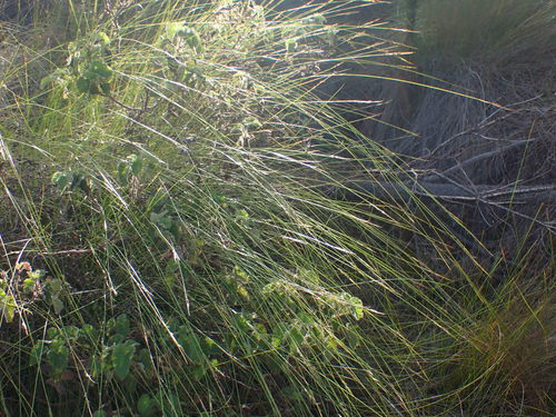 Flat Veldrush (Schoenus adnatus)