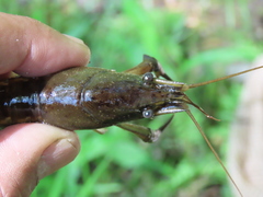 Procambarus acutus