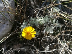 Thymophylla micropoides