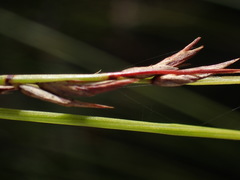 Schoenus gracillimus