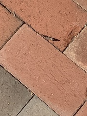 Libytheana carinenta