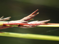 Schoenus gracillimus